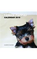Yorkie Puppies Calendar 2019: 16 Month Calendar