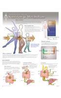 Nutrition & Metabolism Wall Chart: 8650