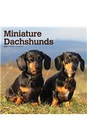 Dachshunds, Miniature 2020 Square