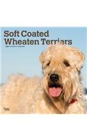 Wheaten Terriers, Soft Coated 2020 Square Wall Calendar