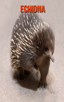 Echidna