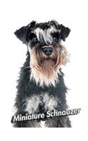 Miniature Schnauzer