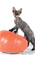 Devon Rex Affirmations Workbook Devon Rex Presents