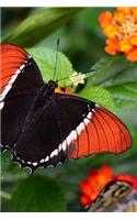 Solitary Siproeta Epaphus Rusty Tipped Page Butterfly Journal