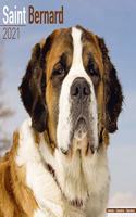 Saint Bernard 2021 Wall Calendar