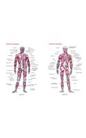 Superficial And Deep Muscles Chart