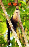 Capuchin