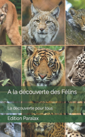 A la découverte des Félins: La découverte pour tous