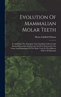 Evolution Of Mammalian Molar Teeth