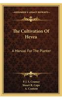 Cultivation of Hevea