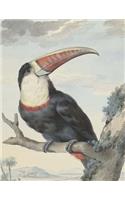 Red-Billed Toucan, Aert Schouman. Blank Journal