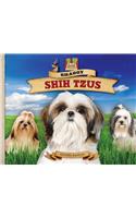 Shaggy Shih Tzus