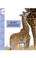 Baby Giraffes