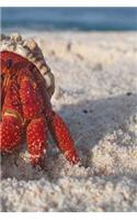Hermit Crab Notebook
