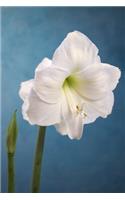 The Amaryllis Journal