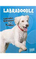 Labradoodle: Labrador Retrievers Meet Poodles!
