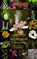 Cape Cod Wildflowers