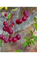 School Composition Book Fall Branches Red Berries 130 Pages: (Notebook, Diary, Blank Book)(Seasonal Fall Photo School Composition Books Notebooks)