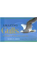 Amazing Gulls