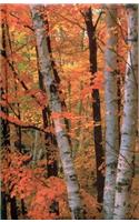 Fall Birches Blank Journal