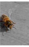 Bee Notebook