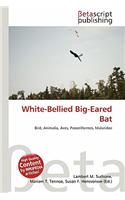 White-Bellied Big-Eared Bat