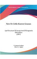 New or Little Known Grasses
