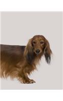 Dachshund