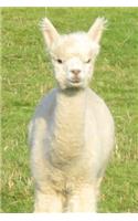 So Very Cute White Baby Llama in Peru Journal