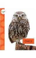 Owls