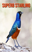 Superb Starling: Fun Facts & Cool Pictures