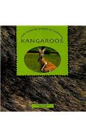 Kangaroos