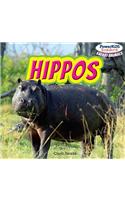 Hippos