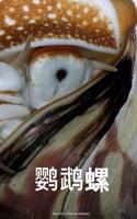 Nautilus (Chinese Edition)