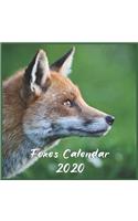 foxes calendar 2020