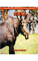 Moose