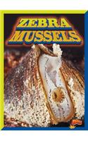 Zebra Mussels