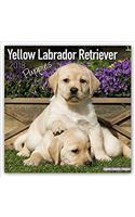 Yellow Labrador Retriever Puppies Calendar 2018