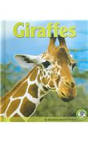 Giraffes