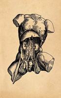 Anatomy Notebook