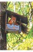 Red Squirrel in Bird Feeder: Journal Notebook with blank lined pages Cute Red Squirrel in Tree Bird Feeder