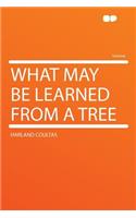 What May Be Learned from a Tree