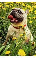 French Bulldog Sitting in a Field of Dandelions Journal: 150 Page Lined Notebook/Diary