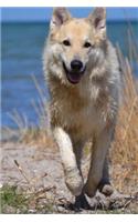 Happy German Shepherd Mixed Breed Dog Running on the Beach Pet Journal