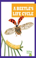 Beetle's Life Cycle