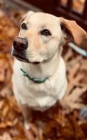 Labrador Retriever Dog Pup Puppy Doggie Notebook Bullet Journal Diary Composition Book Notepad - Playing in Foliage: Cute Animal Pet Owner Composition Book with 100 College Ruled Lined Paper Pages in 6" x 9" Inch