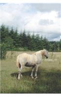 2020 Weekly Planner Horse Photo Equine White Horse Pasture 134 Pages: 2020 Planners Calendars Organizers Datebooks Appointment Books Agendas
