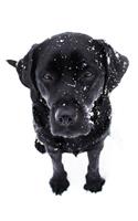 Black Labrador Puppy Calendar Notebook