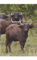 Water Buffalo Blank Book Lined Journal (5x7)