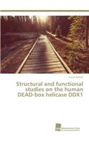 Structural and functional studies on the human DEAD-box helicase DDX1